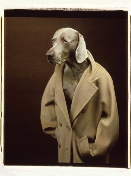 Новая кампания Max Mara, собаки в пальто №101801