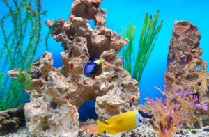 Аквариумы: как за ними правильно ухаживать?