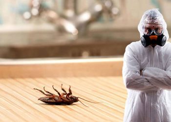 Как избавиться от тараканов: методы борьбы, этапы обработки, советы по подготовке