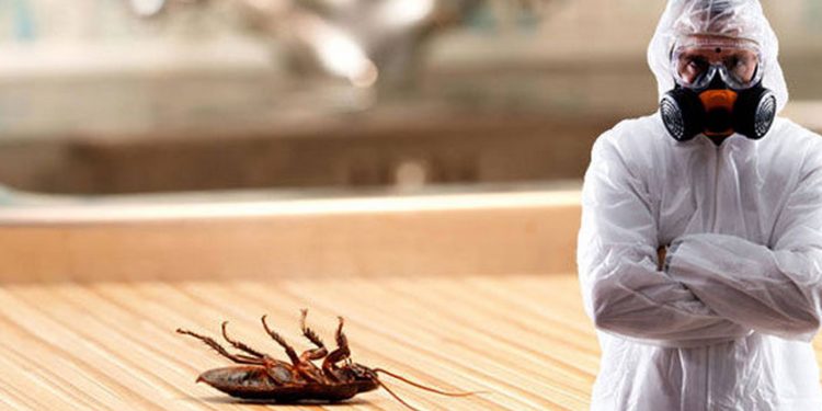 Как избавиться от тараканов: методы борьбы, этапы обработки, советы по подготовке