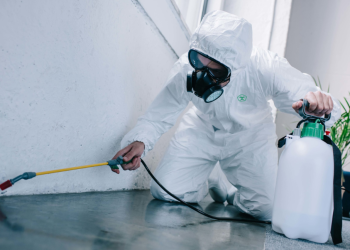 Как защитить свой дом: сигналы о необходимости вызова службы дезинфекции