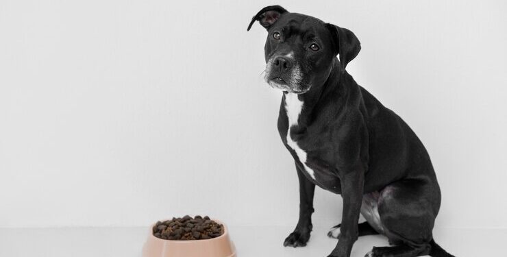 Корм для собак: как выбрать лучшее питание для вашего питомца