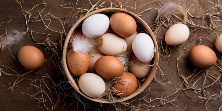 Как выбрать инкубатор для яиц: основные критерии и советы