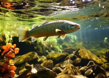 Аквариумные светильники: особенности, виды и критерии выбора